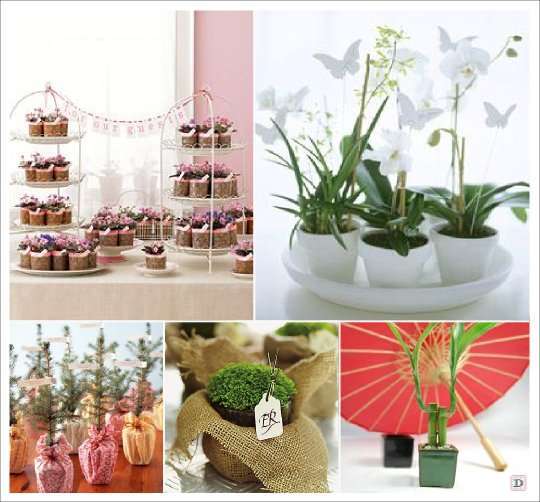 prompts bamboo orchid plant wedding gifts cadeaux invites mariage plante orchidee bambou