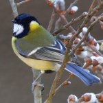 icone_oiseau.jpg
