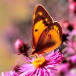 icone_papillon.jpg