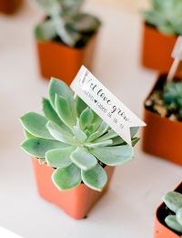 pot succulente cadeau invité mariage vert