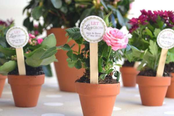 cadeau invité mariage champetre plantes en pot