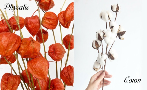 coton et phusalis amour en cage bouquet fleurs séchées