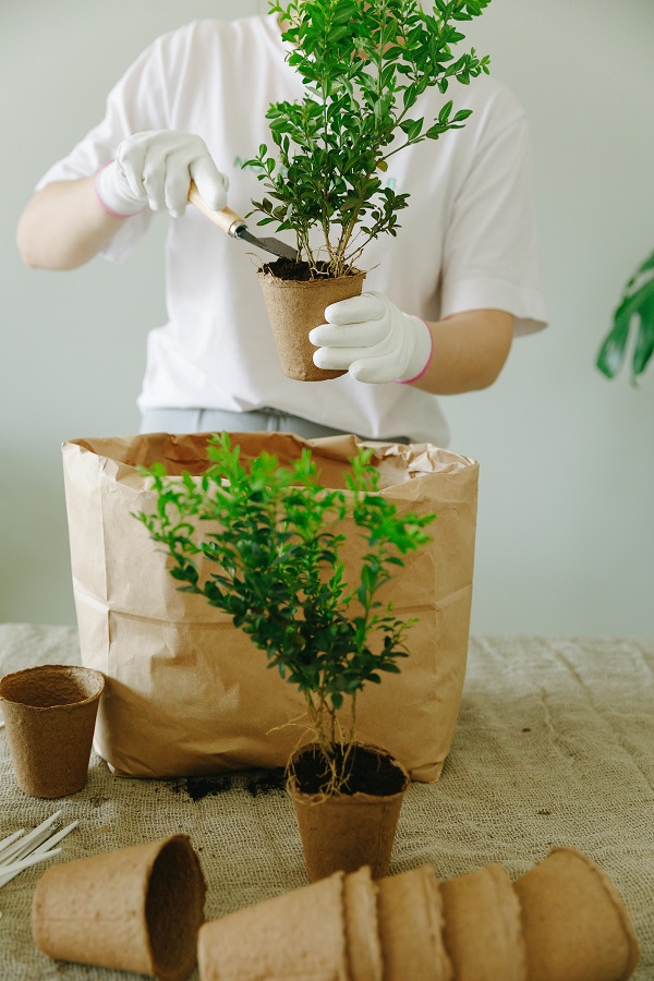 offrir un arbre pour un mariage